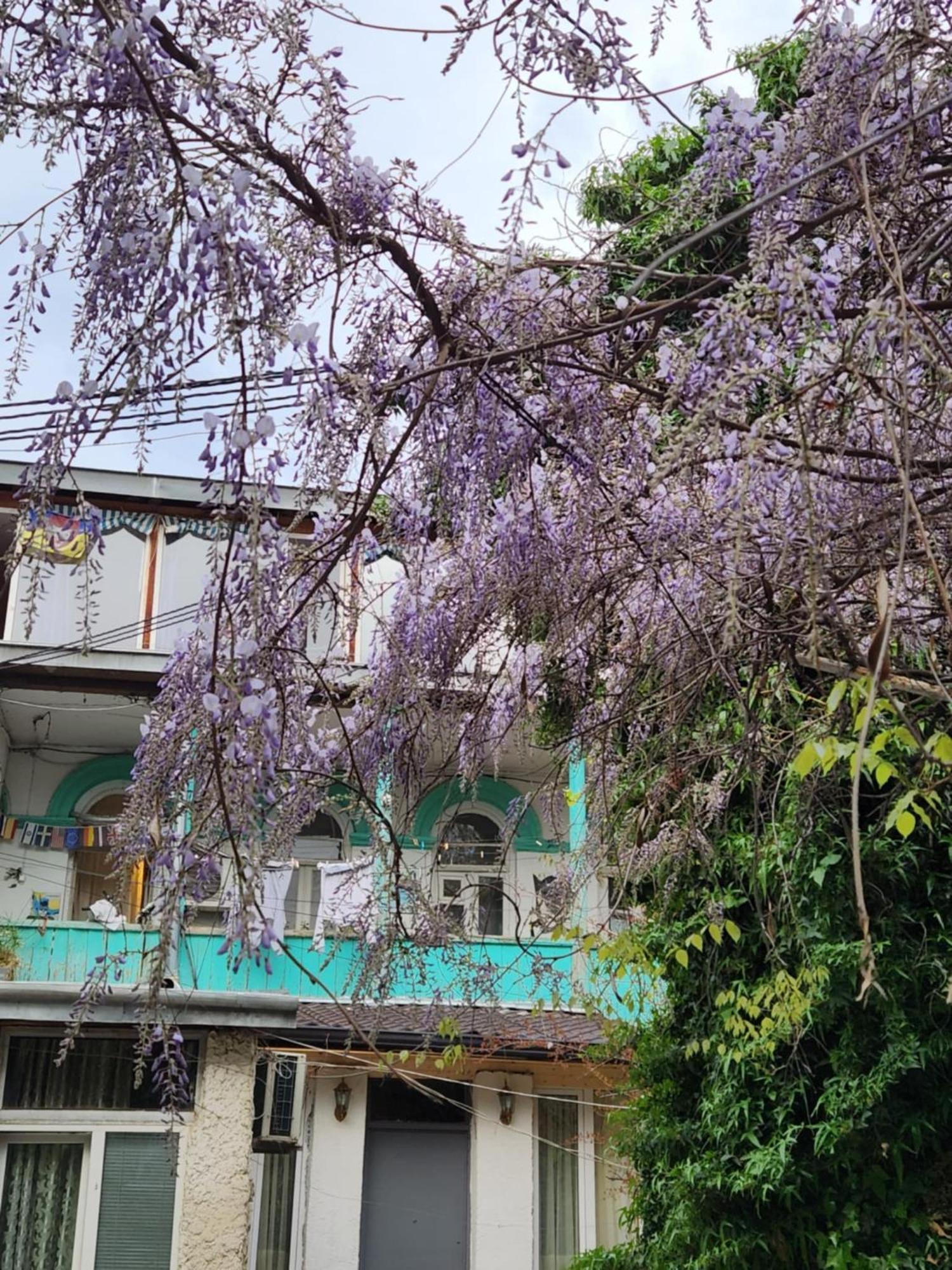 Green Stairs Guest House 트빌리시 외부 사진
